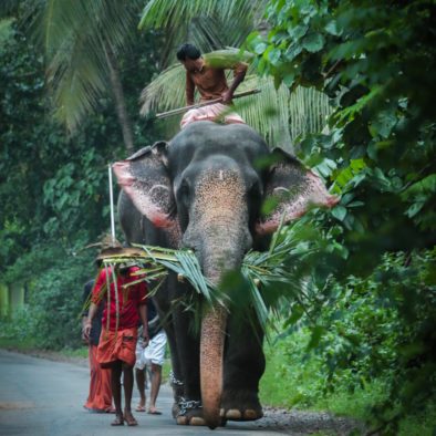 Elephant riding experience at Kodanad, located near Softouch Chalakudy, available for guests at additional charges, adding an adventurous element to their stay.
